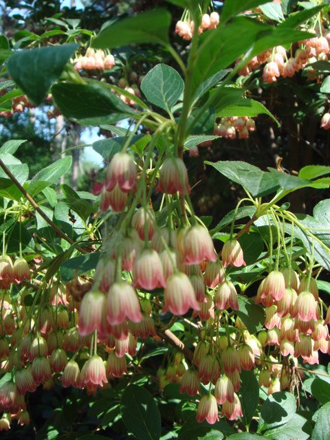 Enkianthus campanulatus fleur